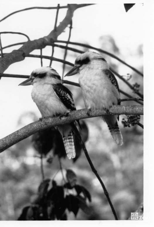 Kookaburras in Black and White