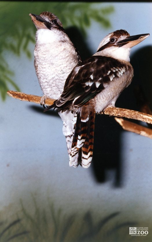 Two Kookaburras on a Branch