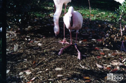 Chilean Flamingo3