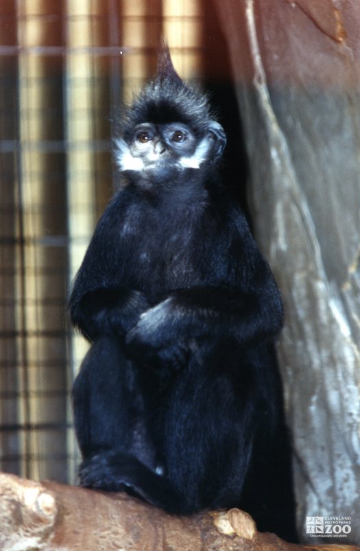 Francois Langur