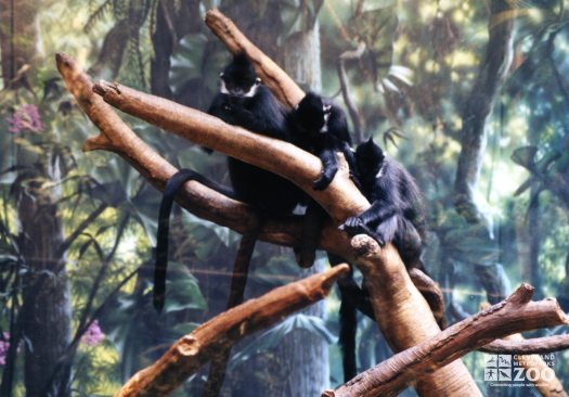 Francois Langurs in Tree