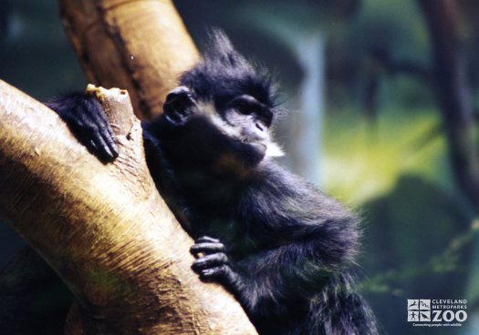 Francois Langur in Tree