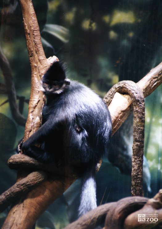 Francois Langur in Tree2