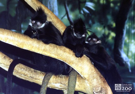 Francois Langurs in Tree2