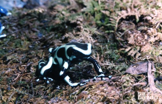 Frog, Green-and-Black Poison Dart