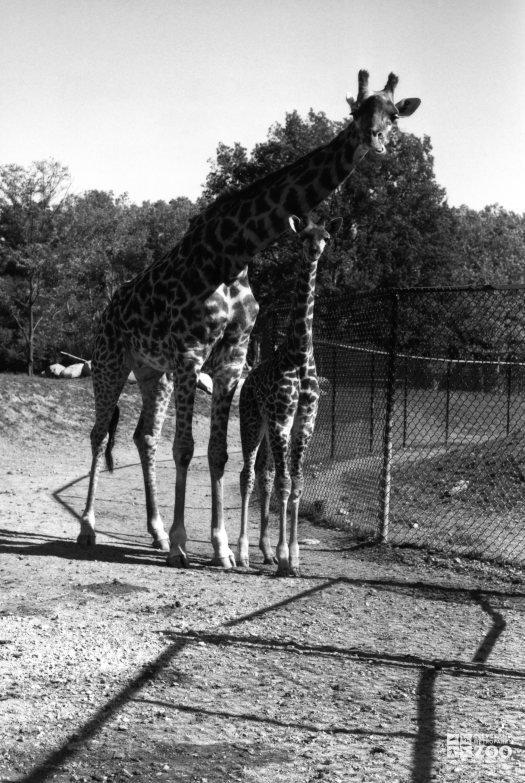 Giraffe, Masai and Baby