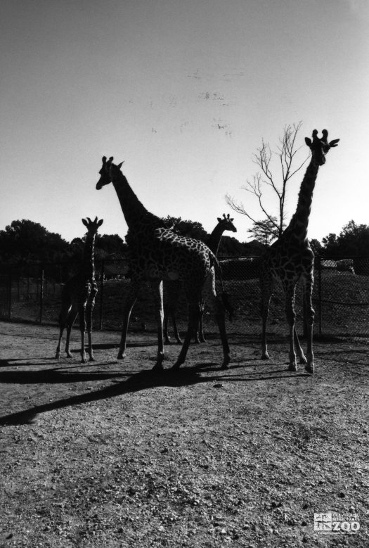 Giraffe, Masai Group