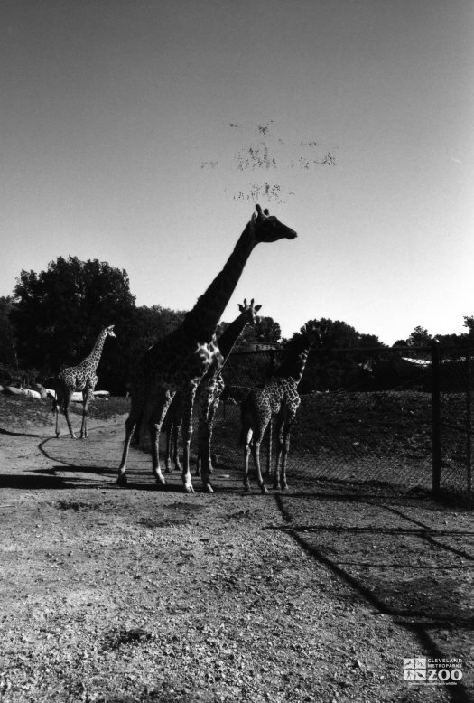 Giraffe, Masai Group3