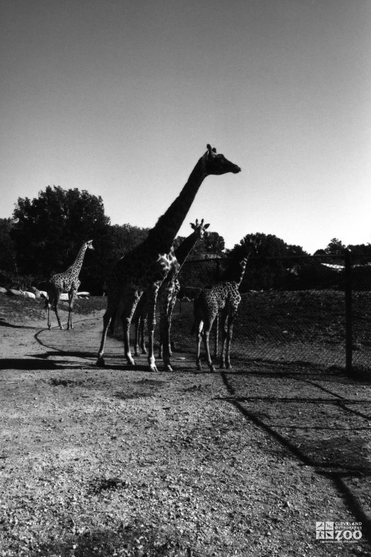 Giraffe, Masai Group5