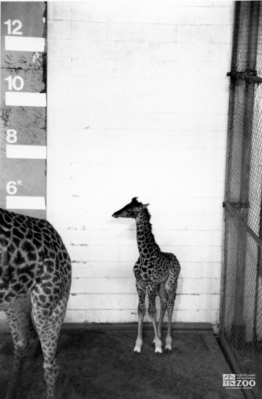 Giraffe, Masai Baby3