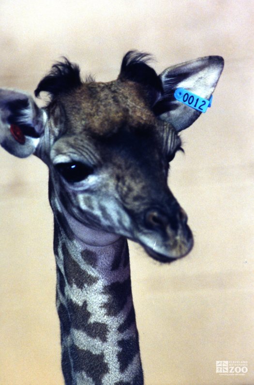 Giraffe, Masai Baby4