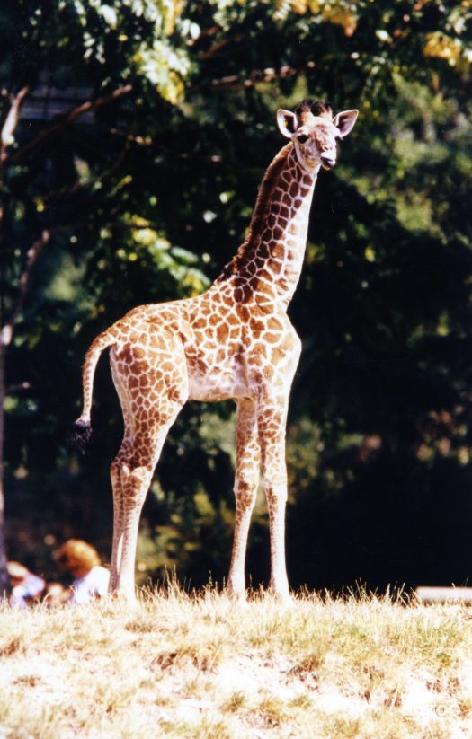 Giraffe, Masai3