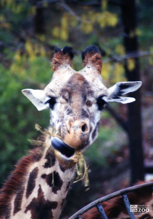 Giraffe, Masai Eating2