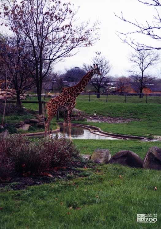 Giraffe, Masai3