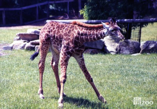 Giraffe, Masai Baby