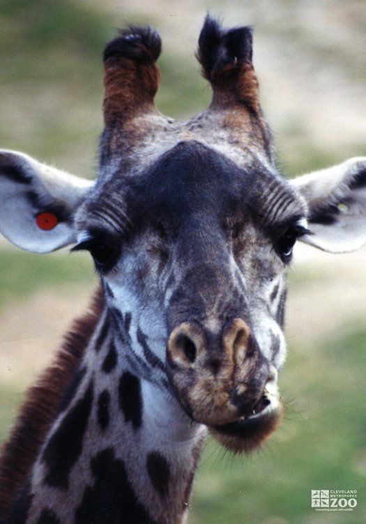 Giraffe, Masai Close-up4