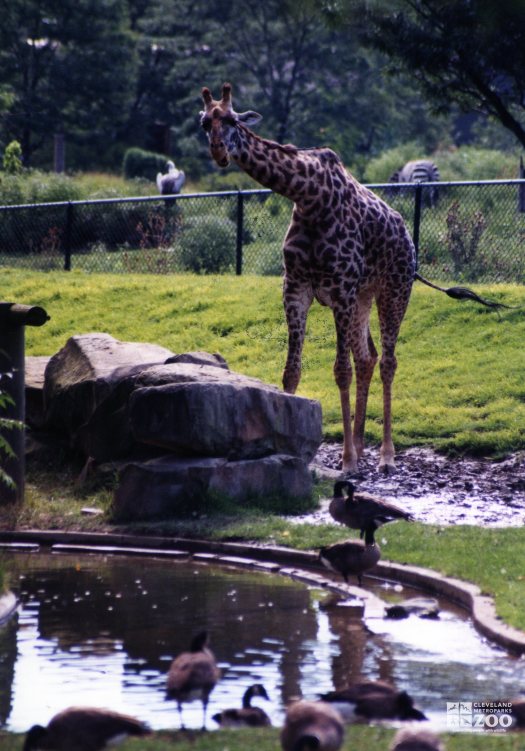 Giraffe, Masai6