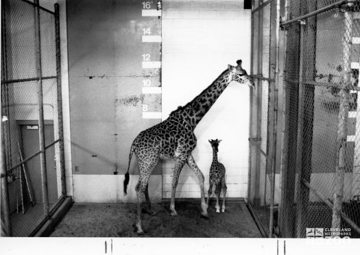 Giraffe, Masai Mother and Baby