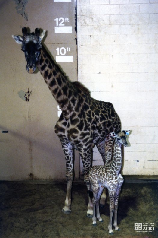 Giraffe, Masai Mother and Baby2