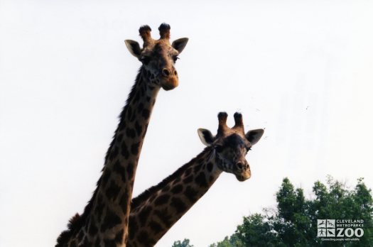 Giraffes, Masai2