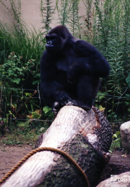 Gorilla, Western Lowland11