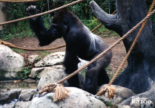 Gorilla, Western Lowland12