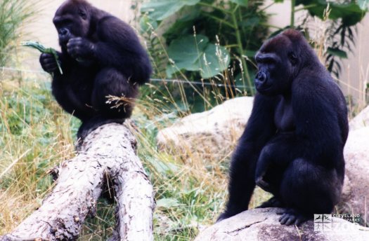 Gorillas, Western Lowland4