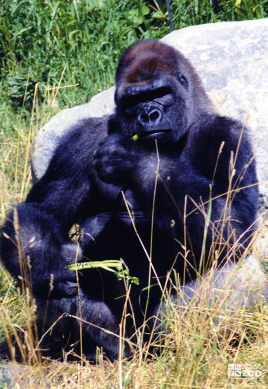 Gorilla, Western Lowland23