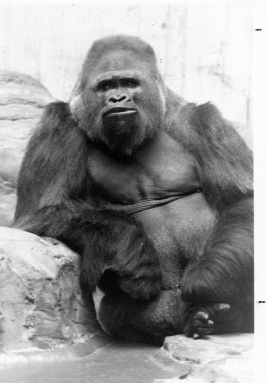 Gorilla, Western Lowland, Timmy