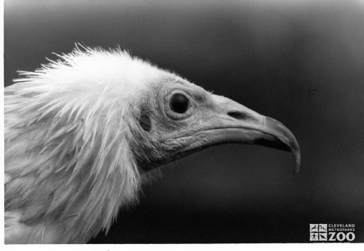 Egyptian Vulture Black and White Profile 