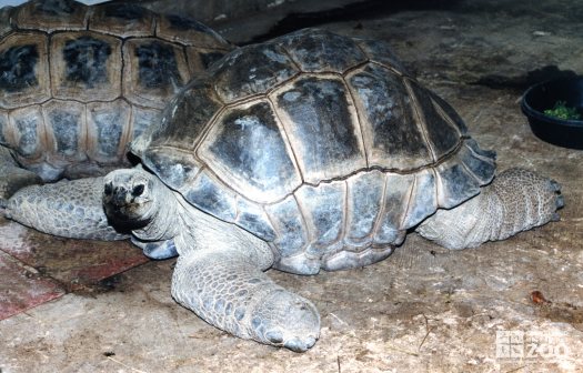 Aldabra Tortoise In Profile