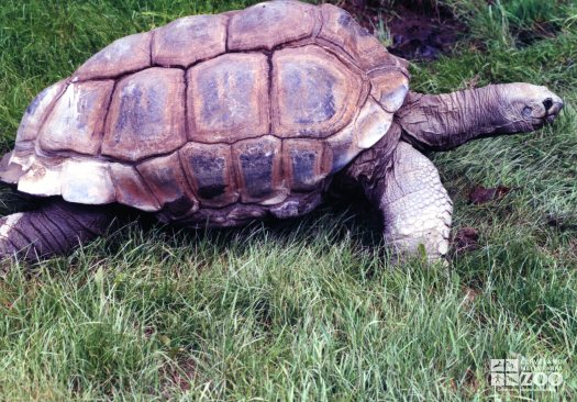 Aldabra Tortoise In Profile Side View