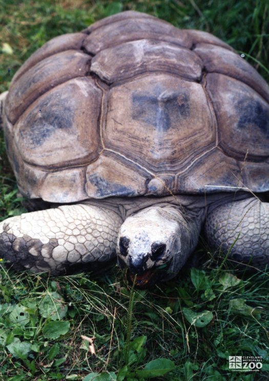 Aldabra Tortoise Eating Grass 2