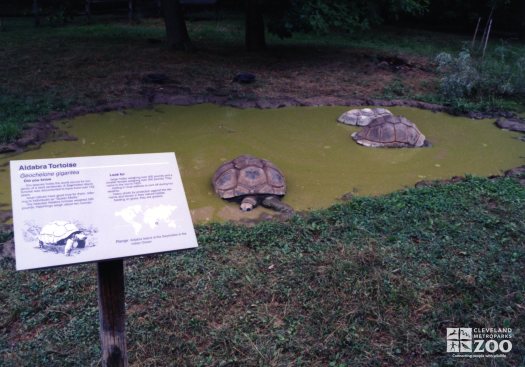 Aldabra Tortoises In Their Pond