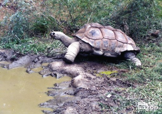 Aldabra Tortoise Walking