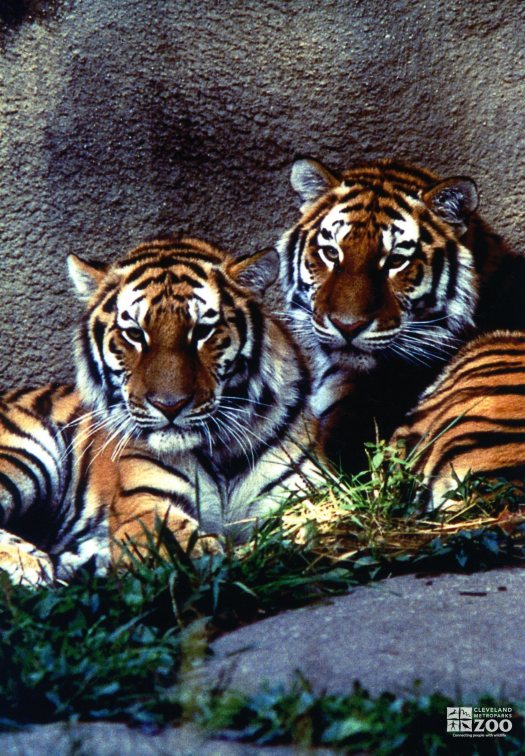 Amur (Siberian) Tigers Resting In Grass