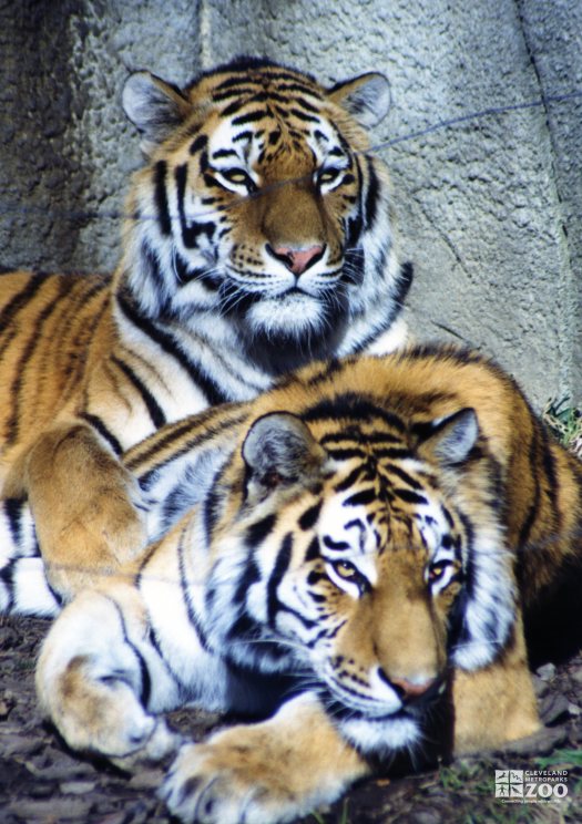 Amur (Siberian) Tigers Looks Forward 