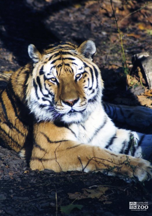 Amur (Siberian) Tiger Looking Forward