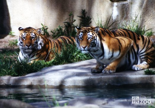 Amur (Siberian) Tigers At Water