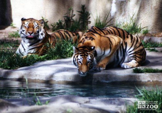 Amur (Siberian) Tigers At Water 2