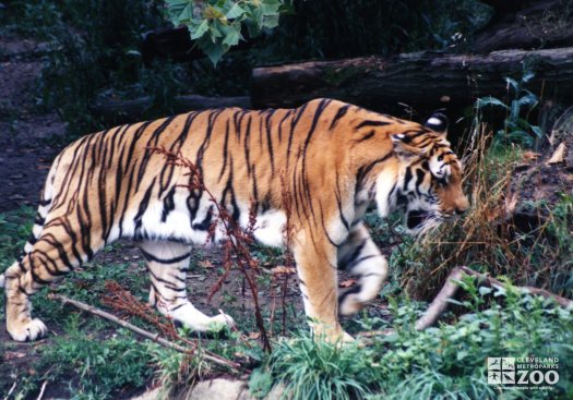 Amur (Siberian) Tiger Walking In Grass