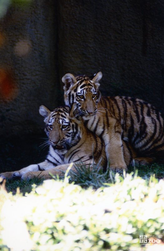 Amur (Siberian) Tigers At Play