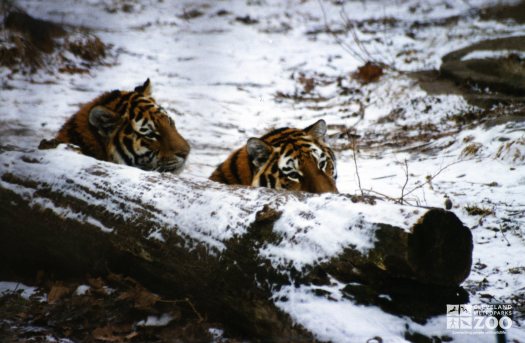 Amur (Siberian) Tigers Peeking Over Log In Snow