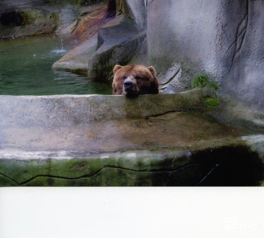 Bear, Grizzly in water