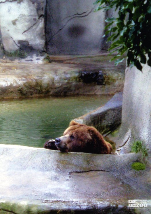 Bear, Grizzly in water2