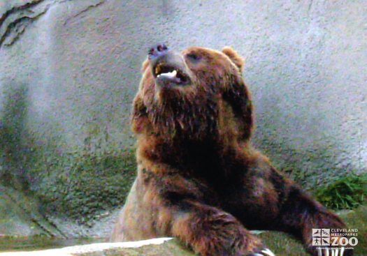 Bear, Grizzly Close-up2