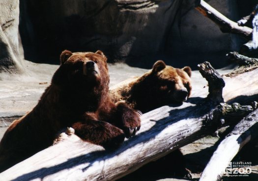 Bears, Grizzly2