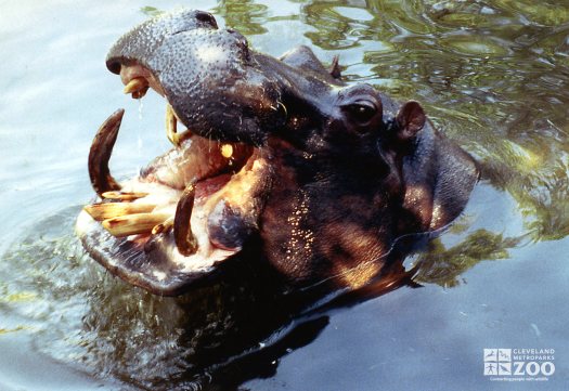 Hippopotamus, Nile Close-up2