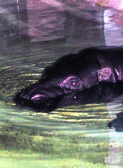 Hippopotamus, Nile8