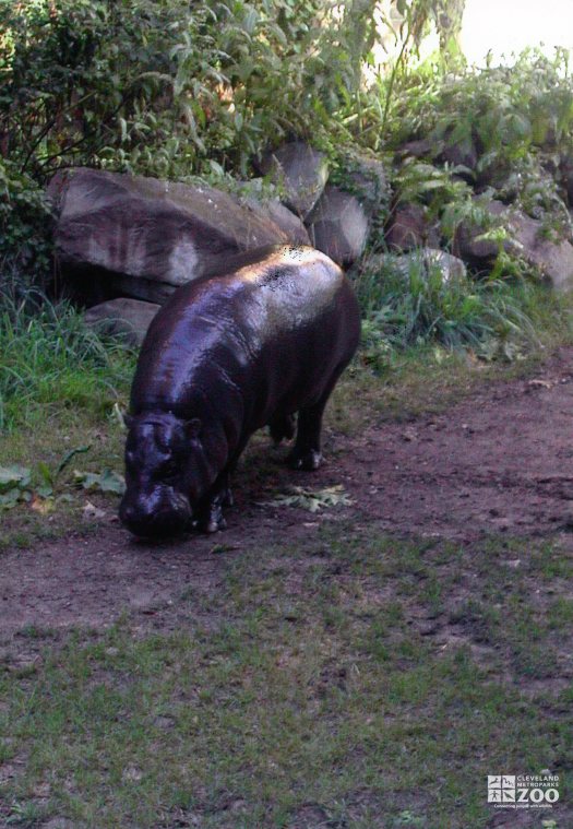 Hippopotamus, Nile11